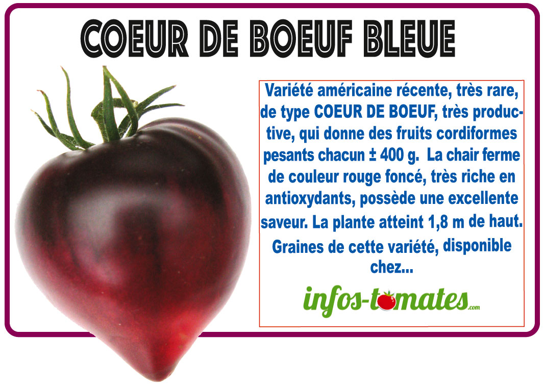 coeur de boeuf bleue1